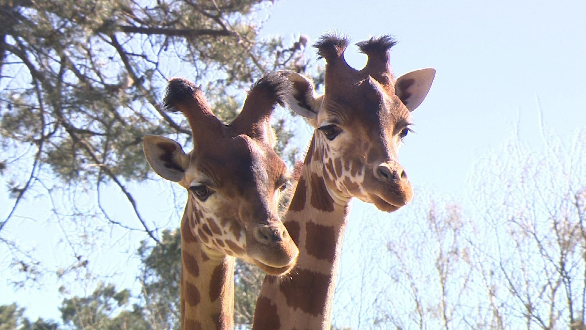 Une Saison Au Zoo Saison 14 Streaming